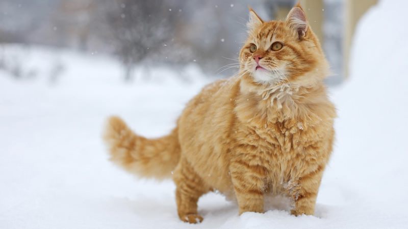 Chat roux neige